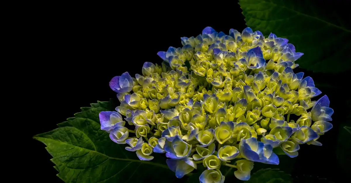 Tuinplant hortensia