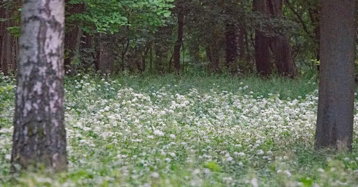Tuinplant met kleine witte bloemen