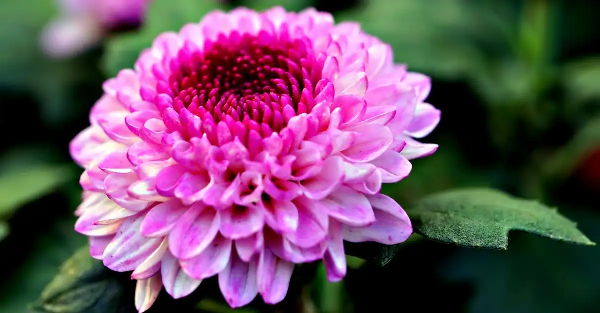 Tuinplant met roze bloemen Jodhpur kopen
