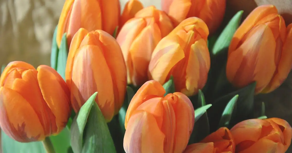 Tuinplant oranje