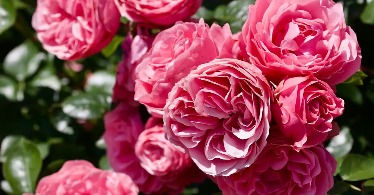 Tuinplant rozen kopen: Kwaliteit en soorten online