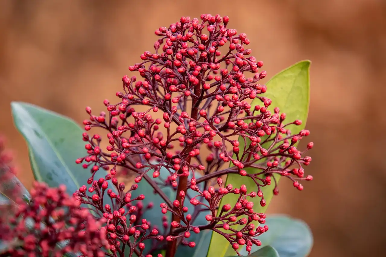 Tuinplant skimmia
