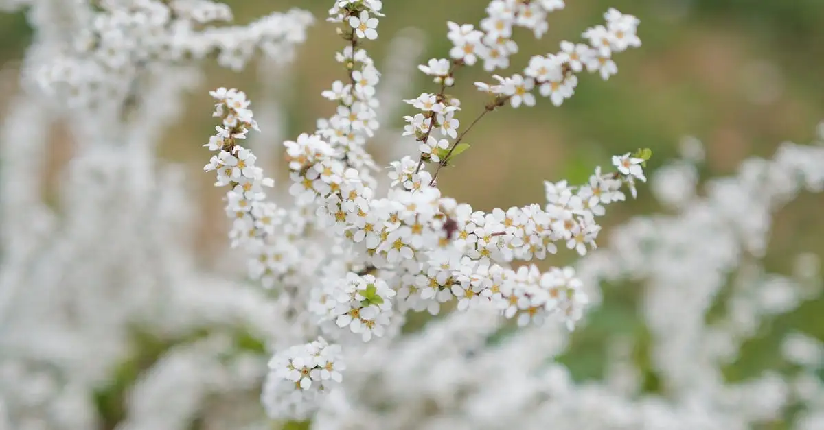 Tuinplant Spirea kopen | Diverse soorten en kleuren
