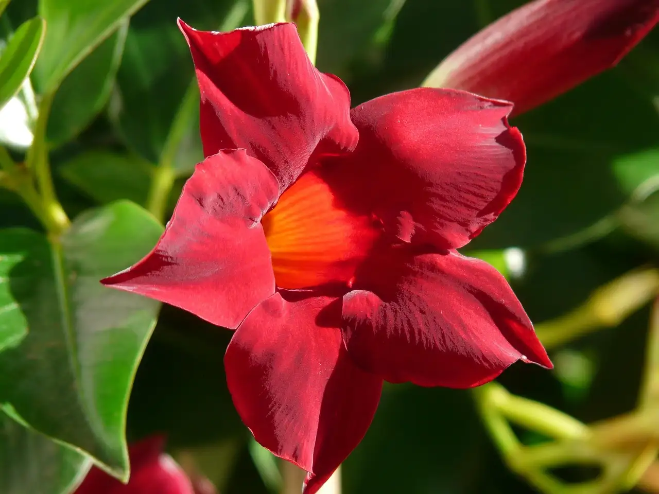 Tuinplant sundaville