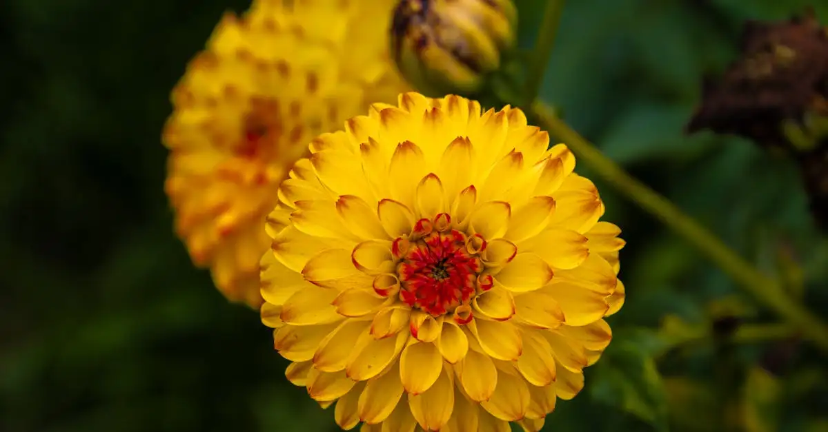 Tuinplant van de maand augustus