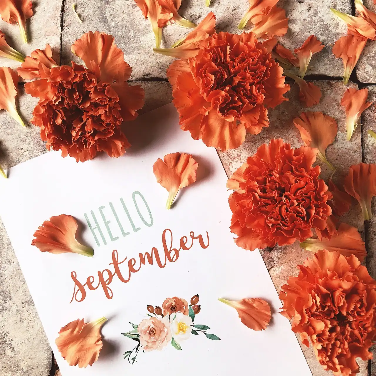 Tuinplant van de maand september