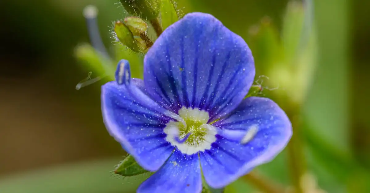 Tuinplant veronica