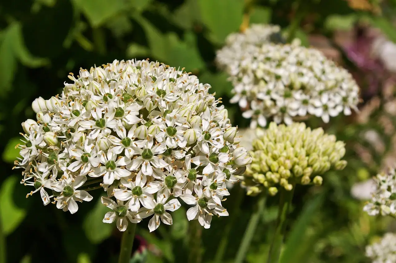 Tuinplant witte bollen