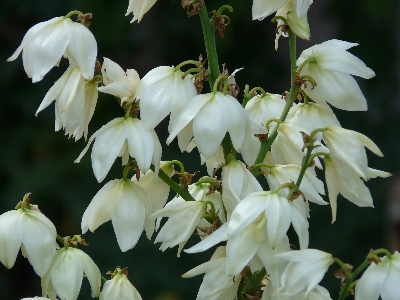 Tuinplant yucca stekken