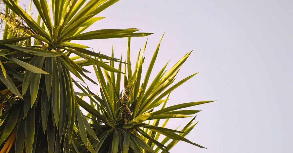 Tuinplant yucca