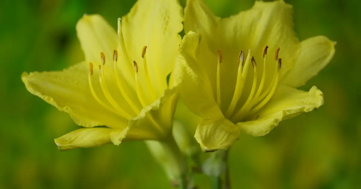 Tuinplanten bezorgen in Winterberg snel en vers
