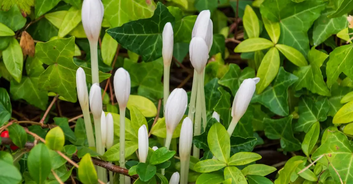 Tuinplanten verzorgen als beginner? De tips voor jou.