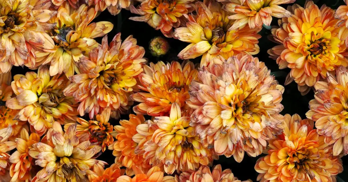 Tuinplanten voor de herfst planten: Tips en soorten