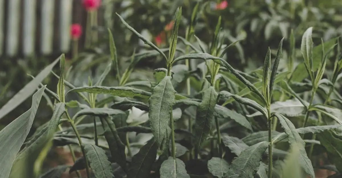 Tuinplanten voor veel zon: Kies de beste soorten