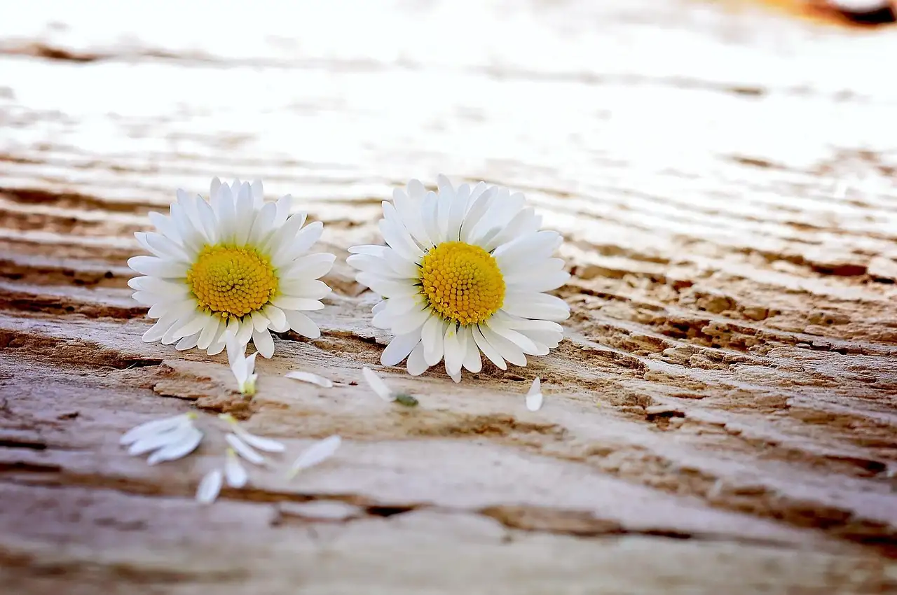 Tuintips: Witte bloemen en soorten voor je tuin.