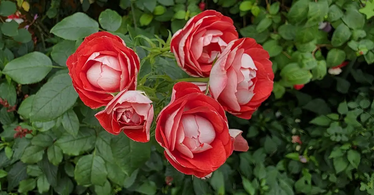 Uddel tuinplant