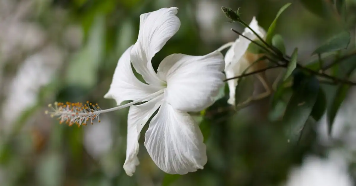 Witte bloemen determineren in de tuin: zo werkt het