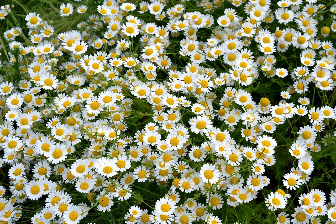 Witte tuinplanten en onkruid herkennen en bestrijden