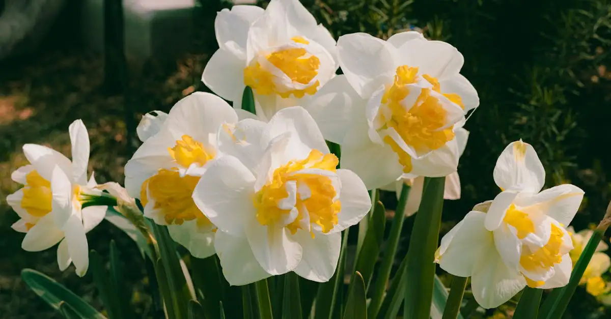 Witte tuinplanten met bloemen in januari