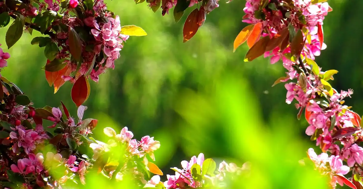 Zomerbloeiers voor uw tuin: de mooiste planten