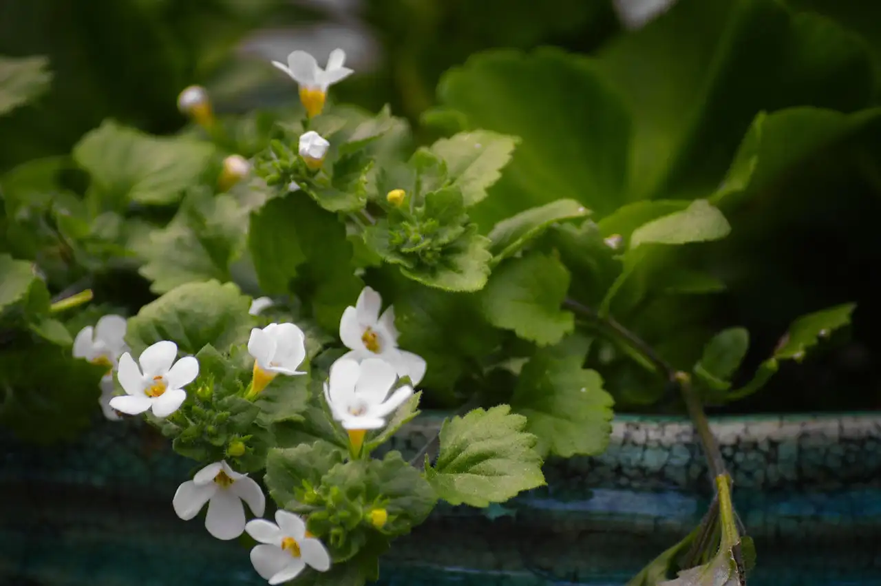 Bacopa tuinplant kopen voor een kleurrijke tuin