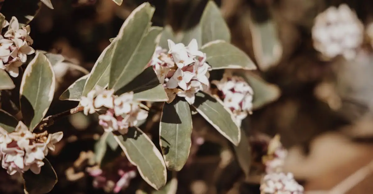 Daphne tuinplanten kopen | Geurige en wintergroene soorten