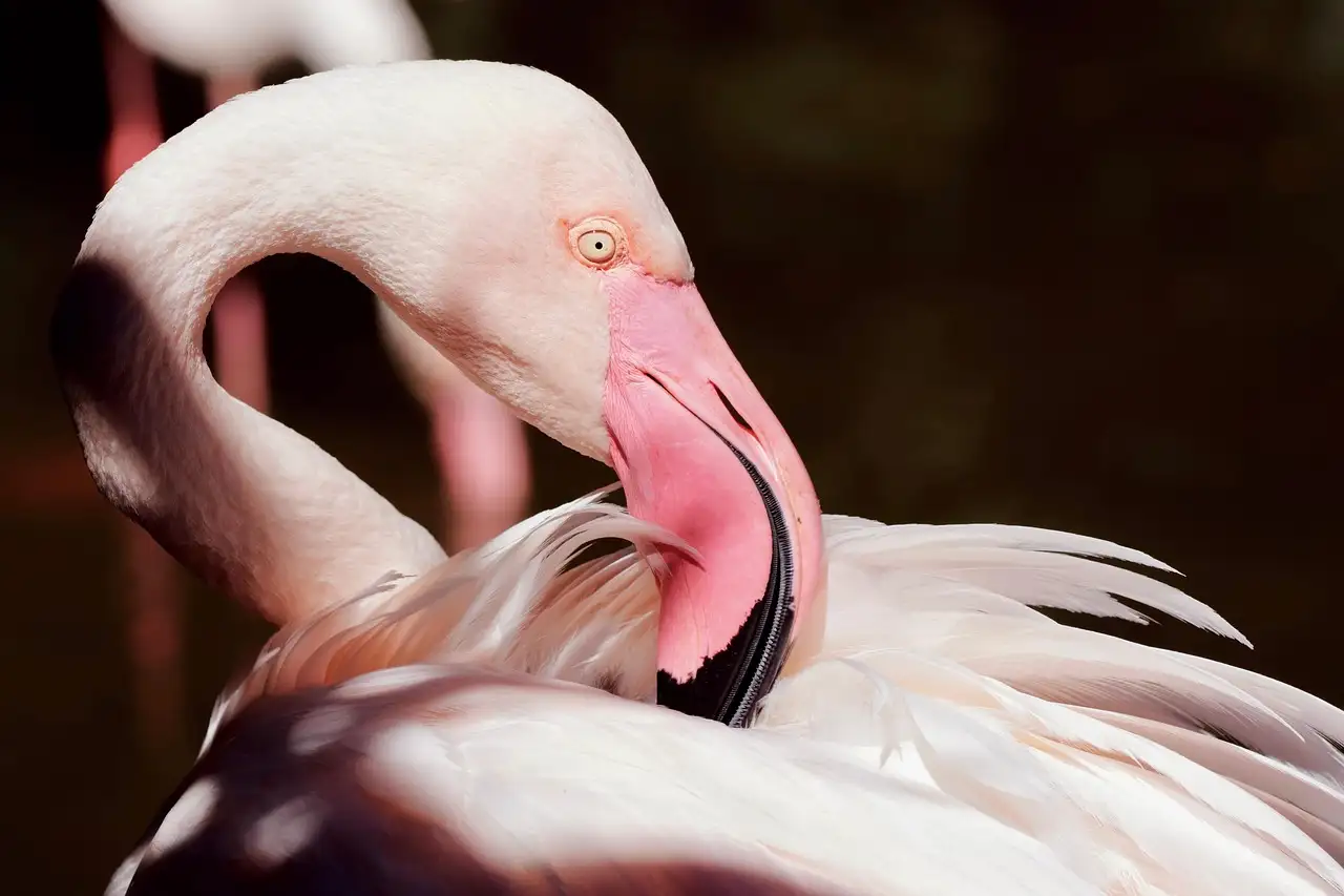 Flamingo tuindecoratie kopen voor een zomerse tuin