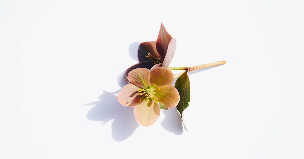 Helleborus tuinplanten kopen | Prachtige winterbloeiers
