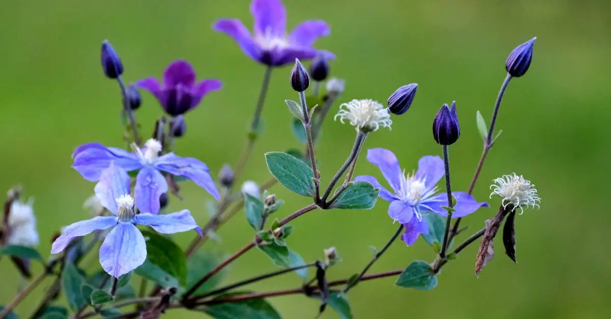 Prachtige Clematis Tuinplanten Kopen voor Elke Tuin