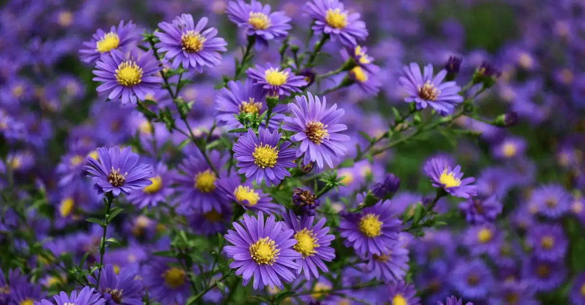 Prachtige tuinplanten voor een bloeiende compositie