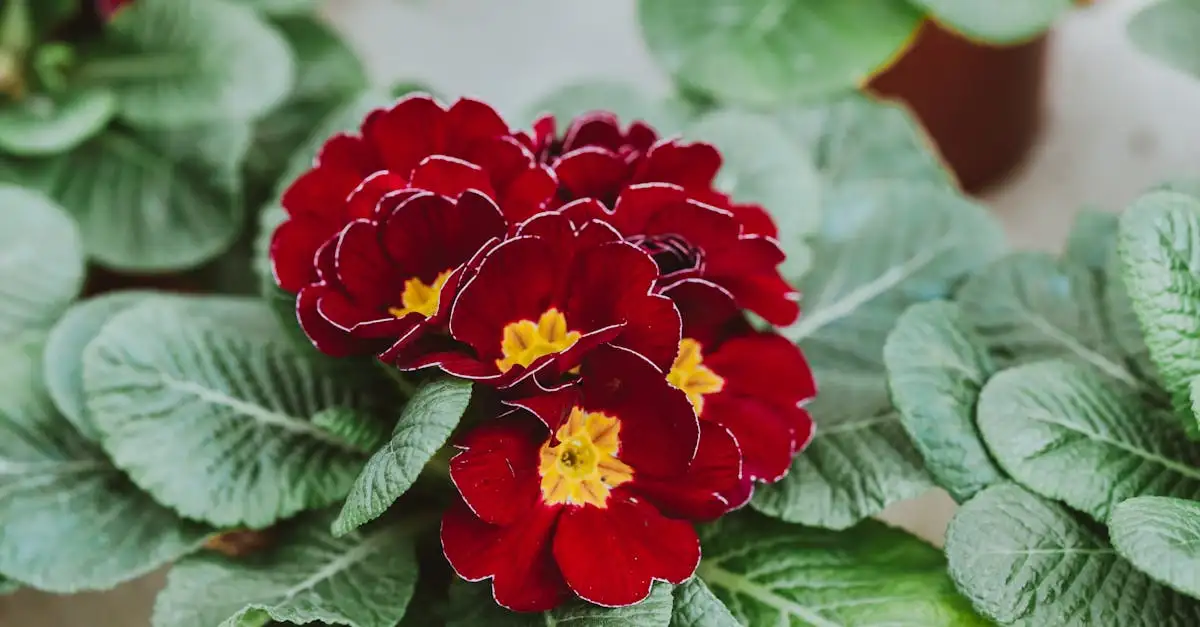 Primula tuinplanten kopen voor een kleurrijke voorjaarstuin