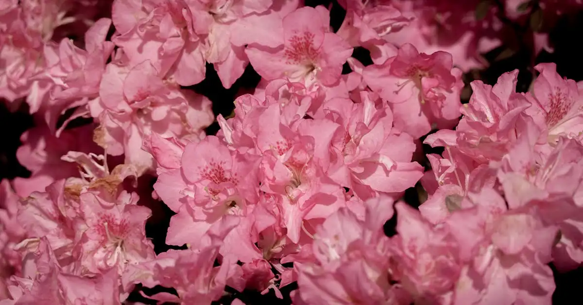 Rhododendron tuinplanten kopen bij Tuinplant.nl