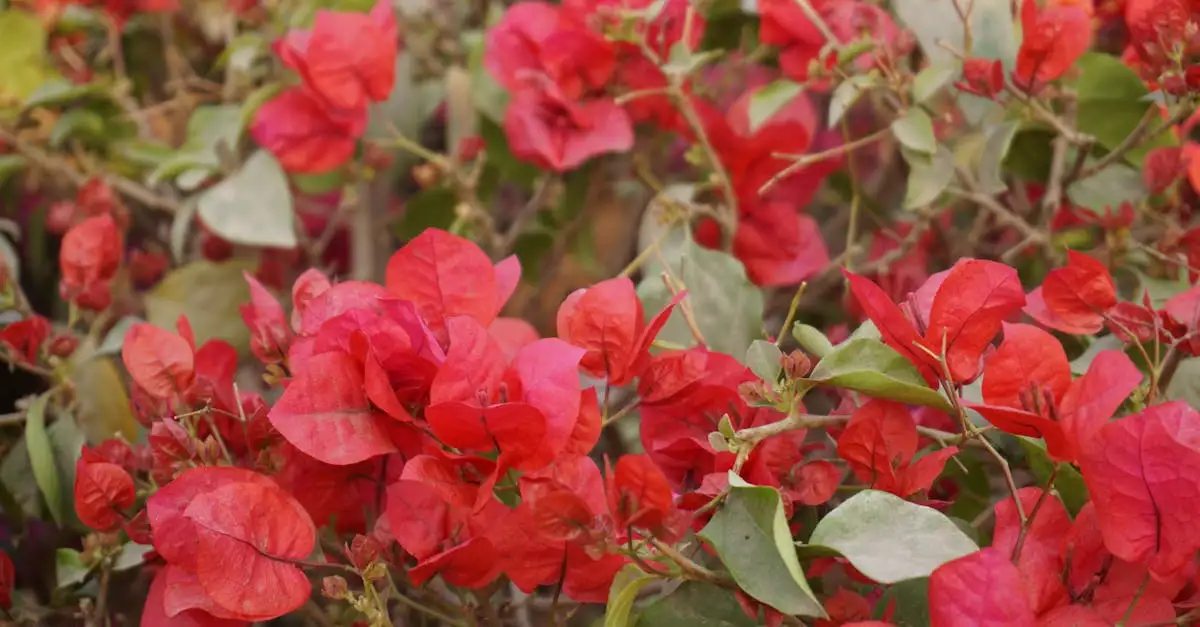 Rode tuinplanten kopen: soorten en waterbehoefte