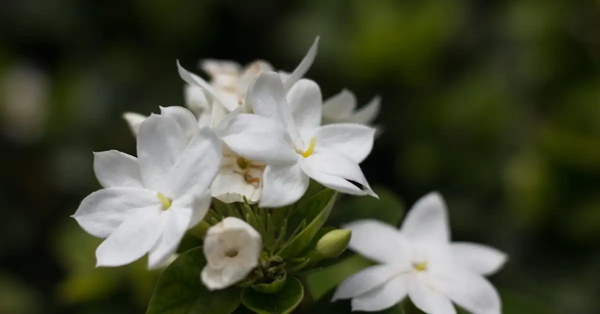 Toscaanse jasmijn tuinplant kopen | Verzorging en soorten