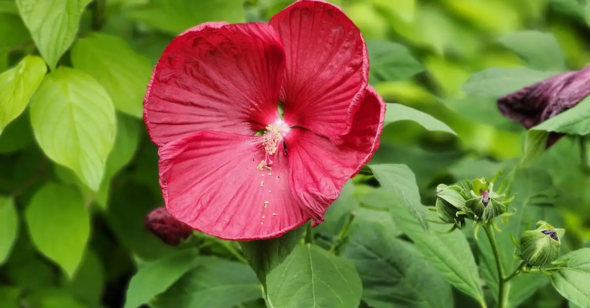 Tuinplant bloeiend uitspraak: vind de juiste naam