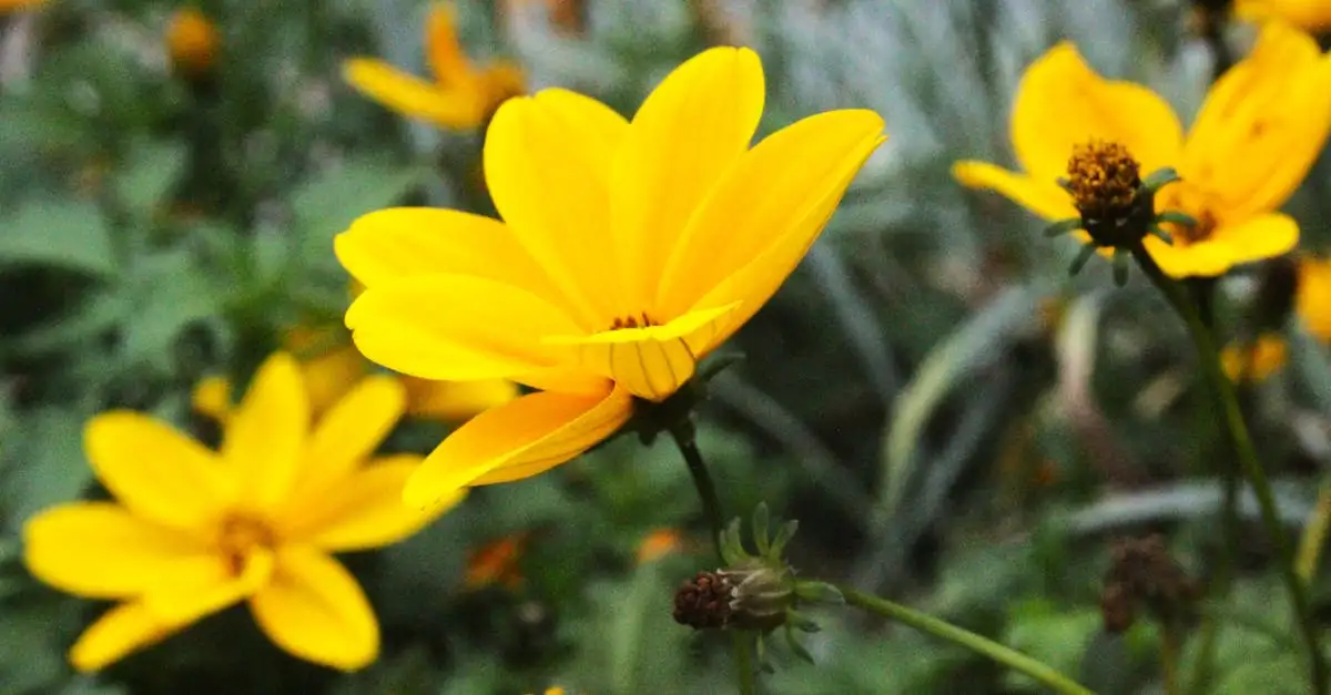 Tuinplant Chelone kopen voor een kleurrijke border