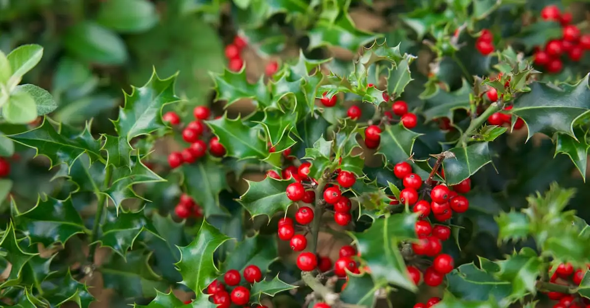 Tuinplant Hulst Kopen: Soorten, Verzorging en Meer