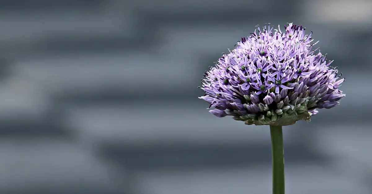 Tuinplant Leucothoe kopen voor een mooie tuin