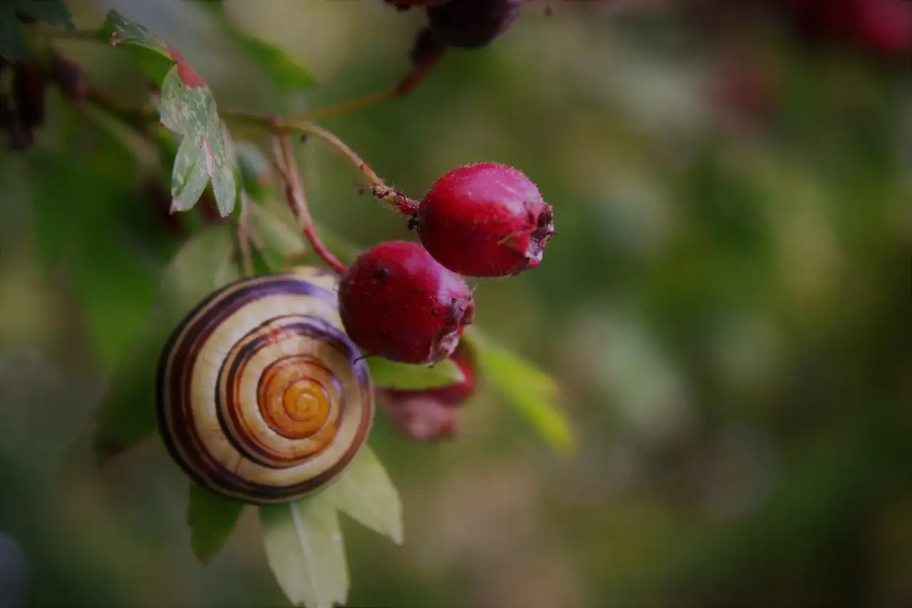 Tuinplant met rode bessen en appel voor uw tuin