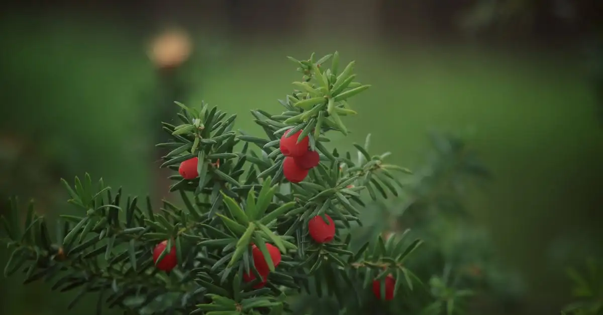 Tuinplant met rode bessen herkennen en identificeren