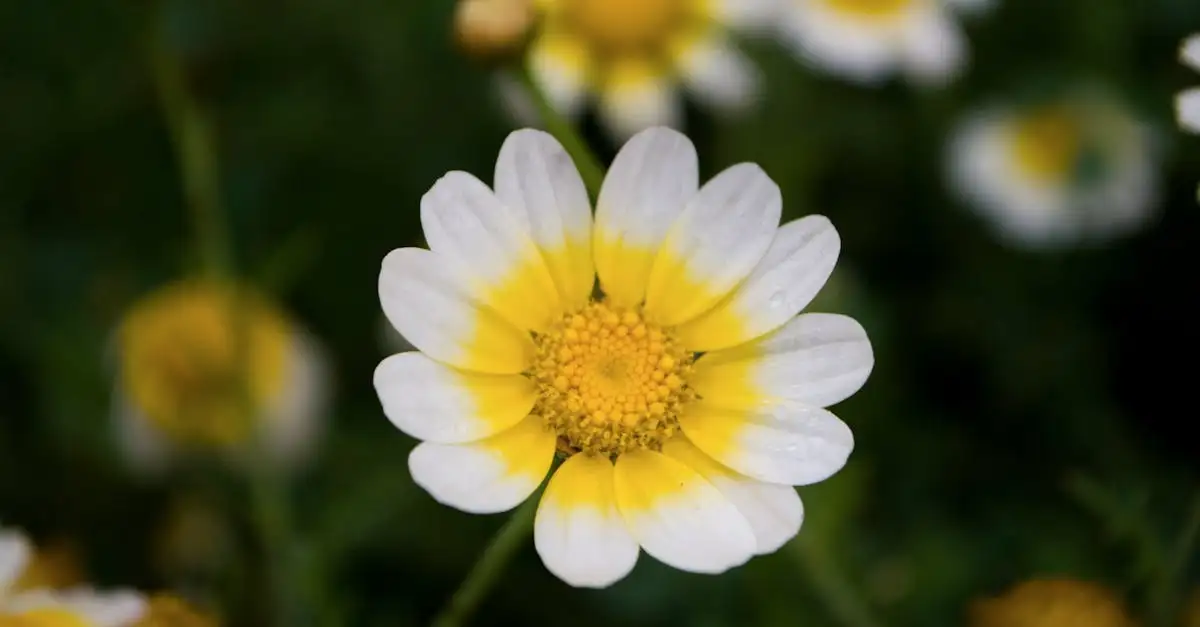 Tuinplant met witte bloem: oplossingen voor uw puzzelwoord