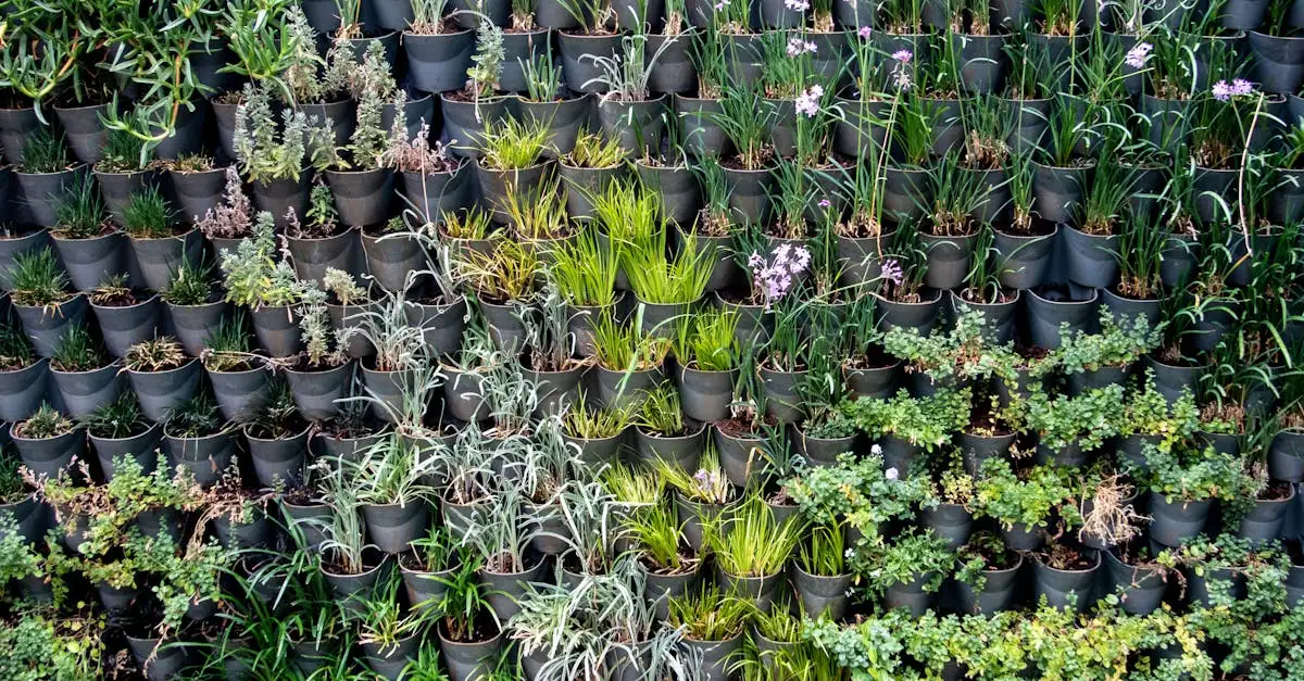 Tuinplanten die het hele jaar door groen blijven