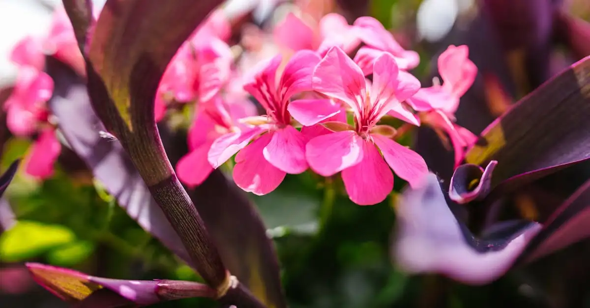 Tuinplanten in bloei kopen in Utrecht