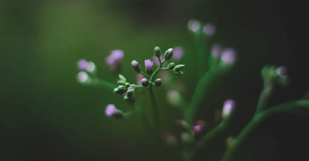 Tuinplanten met paarse bloemen uit Frankrijk kopen