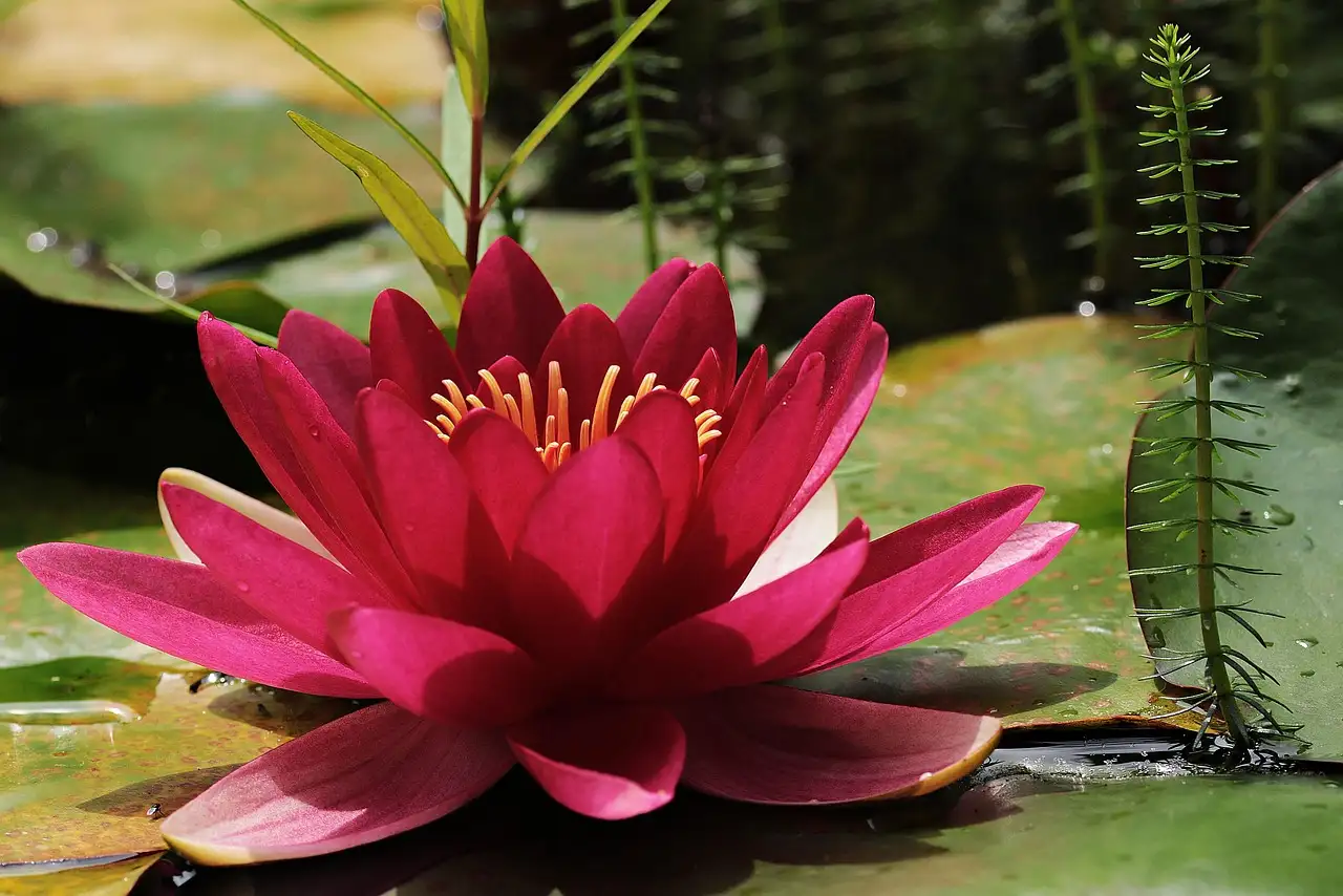 Tuinplanten met paarse bloemen van hoge kwaliteit