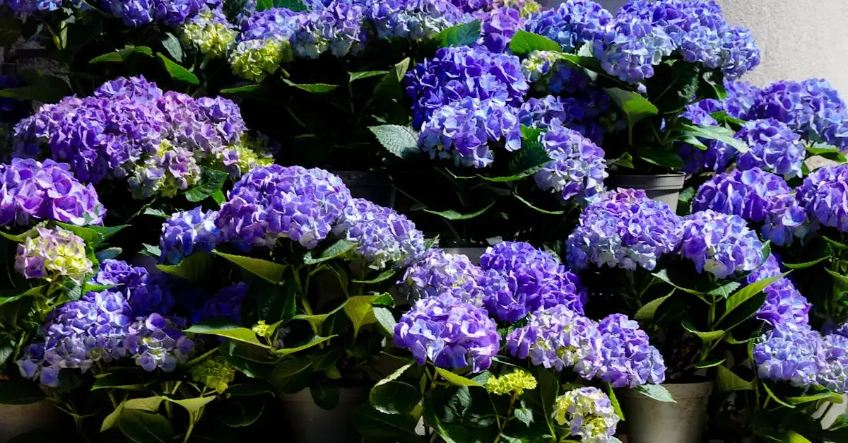 Van Kesteren tuindecoraties voor elke tuin