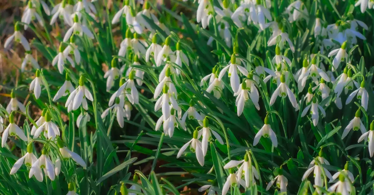 Witte tuinplanten kopen: vind de mooiste bloemen