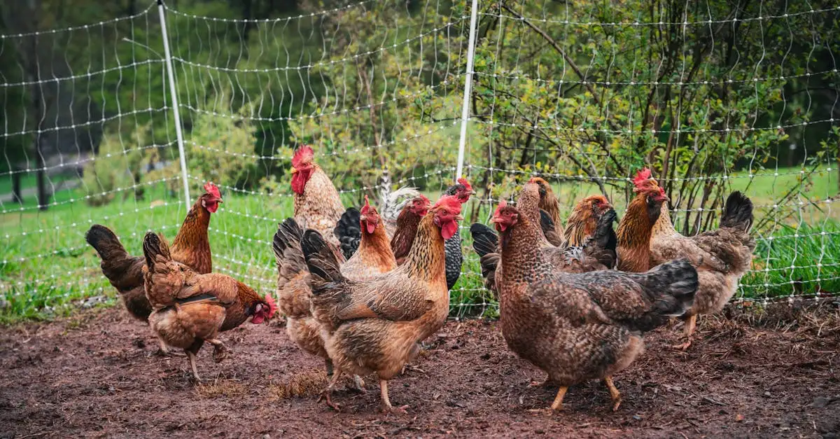 Chicken family tuindecoratie kopen voor in de tuin