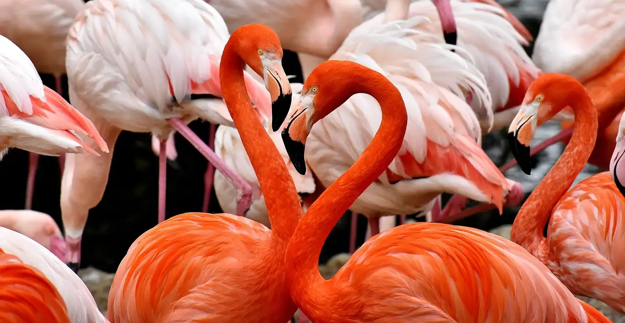 Tuindecoratie flamingo kopen | Vrolijke tuindecoratie