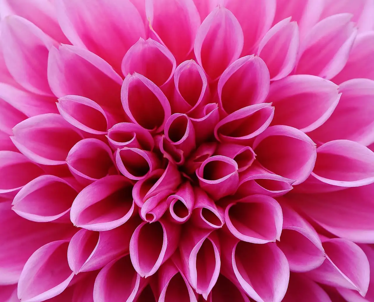 Tuindecoratie online bestellen | Unieke decoratie voor uw